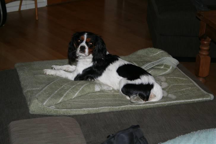 Cavalier king charles spaniel Zelma - åh her putter jeg godt billede 1