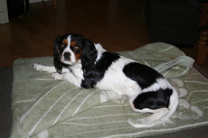 Cavalier king charles spaniel Zelma - zelma putter billede 2