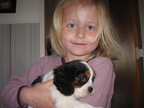 Cavalier king charles spaniel Zelma - En stolt Andrea billede 3