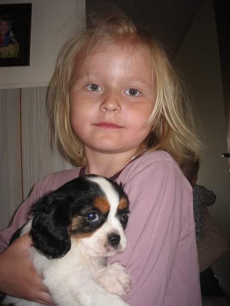 Cavalier king charles spaniel Zelma - det søde par billede 4