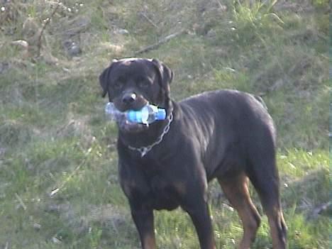 Rottweiler Frida - chiko er ved at få sin egen profil . hmm han er da meget flot er han ikke ? hunde grin hu billede 13