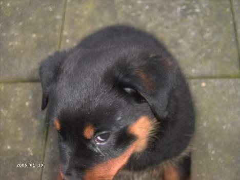 Rottweiler Frida - 10 uger . det øje billede 14