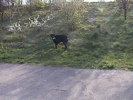 Rottweiler Frida - 10 uger lækkert med en mark tur billede 15