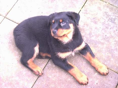 Rottweiler Frida billede 16