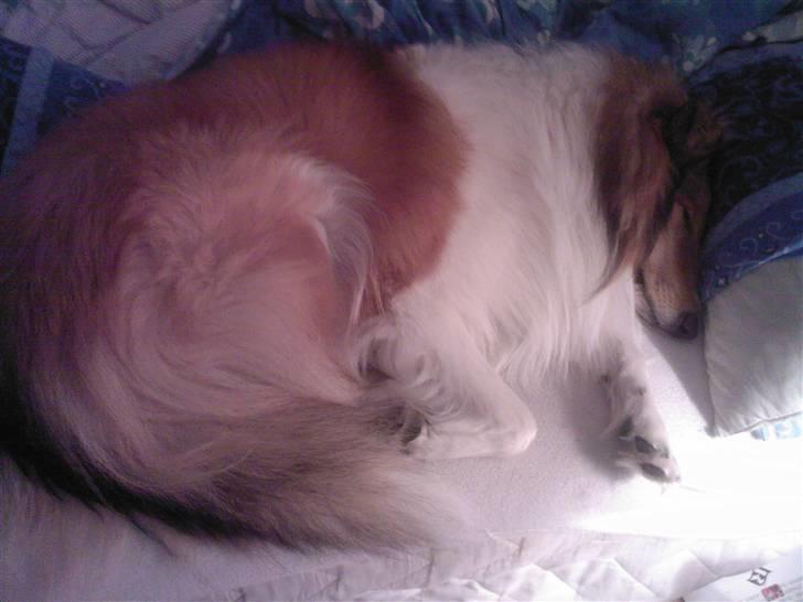 Collie langhåret Chano billede 6