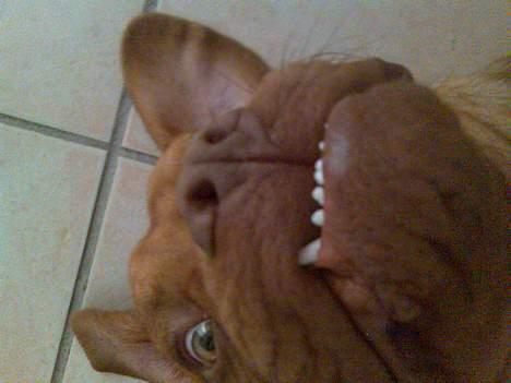 Dogue de bordeaux Taco      Rip     ;- ( billede 2
