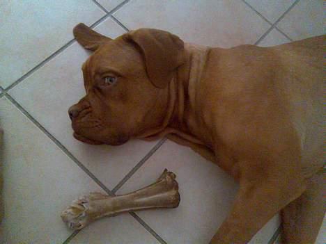 Dogue de bordeaux Taco      Rip     ;- ( billede 4