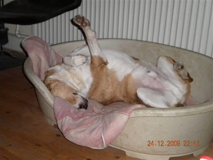 Blanding af racer bailey billede 15