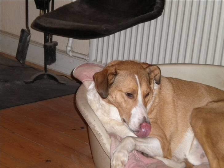 Blanding af racer bailey billede 16