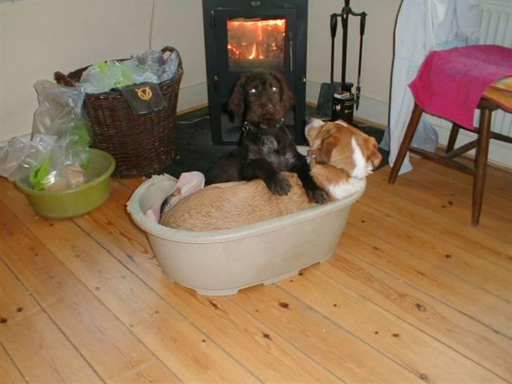 Blanding af racer bailey - bailey og jeg var hundesitter i en uges tid for min veninde, lille Anton var meget glad for at være her:-) billede 17