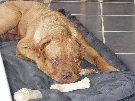 Dogue de bordeaux Taco      Rip     ;- ( billede 6