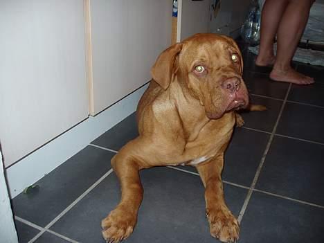 Dogue de bordeaux Taco      Rip     ;- ( billede 7