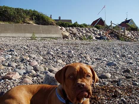 Dogue de bordeaux Taco      Rip     ;- ( billede 8