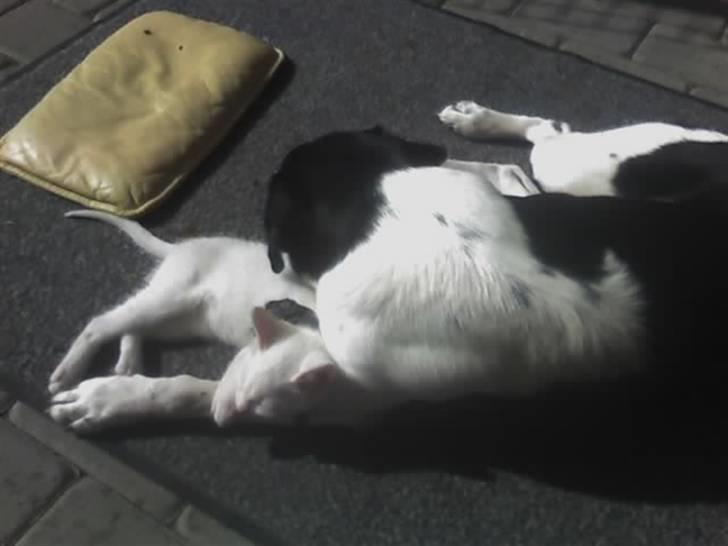 Blanding af racer Lucky - Lucky elsker sin bedste ven Felix den lille kat han ligger samn med her xD billede 10