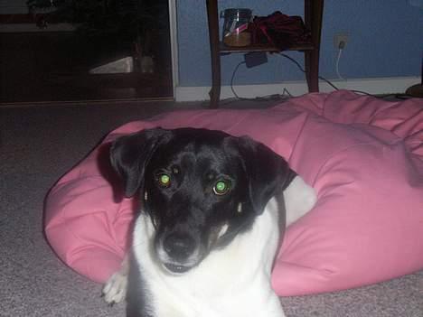 Blanding af racer Lucky - Han viser tydeligt at han vil lege her =) billede 12