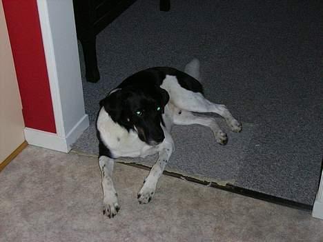 Blanding af racer Lucky - Doven er han også =) billede 13