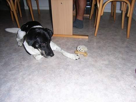 Blanding af racer Lucky - Jeg drillede ham lidt  heeh =) billede 15