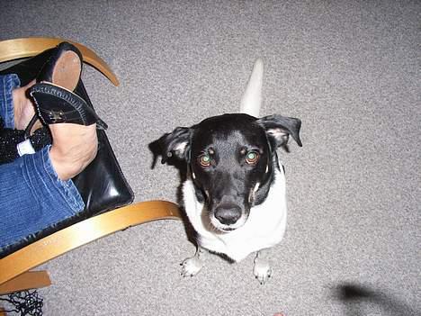 Blanding af racer Lucky - Smuk er han da =) billede 16