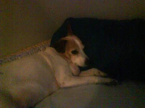 Dansk svensk gaardhund Milla AFLIVET. D. 25-09 billede 12