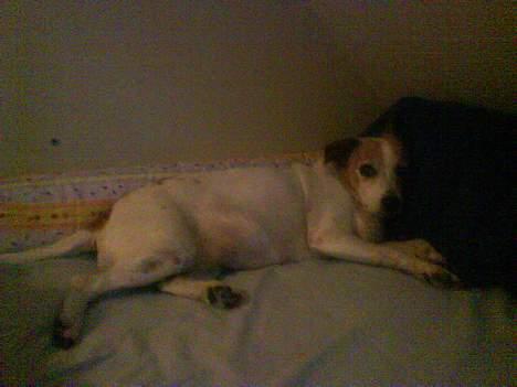 Dansk svensk gaardhund Milla AFLIVET. D. 25-09 billede 13