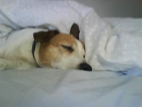 Dansk svensk gaardhund Milla AFLIVET. D. 25-09 billede 14