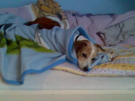 Dansk svensk gaardhund Milla AFLIVET. D. 25-09 billede 15