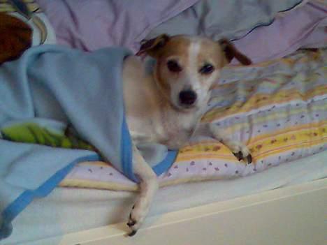 Dansk svensk gaardhund Milla AFLIVET. D. 25-09 billede 16