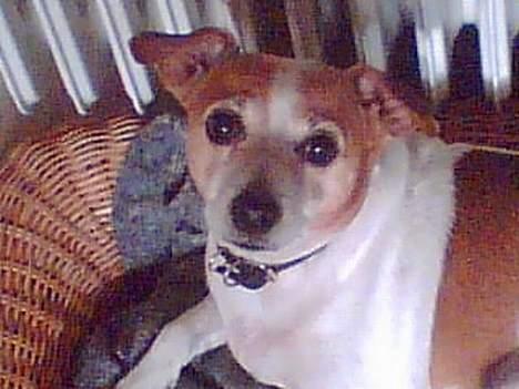 Dansk svensk gaardhund Milla AFLIVET. D. 25-09 billede 19