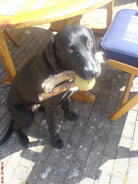 Blanding af racer Maggie - 1 år!  billede 16