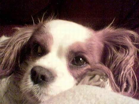 Cavalier king charles spaniel Nela  - Sker der ikke snart noget da..  billede 1