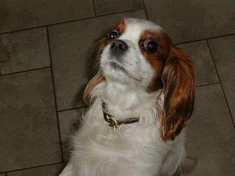 Cavalier king charles spaniel Nela  - Øhh... var det sådan.. at.. øhh.. du måske.. havde en.. godbid???? måske??  billede 2