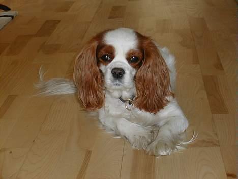 Cavalier king charles spaniel Nela  billede 3