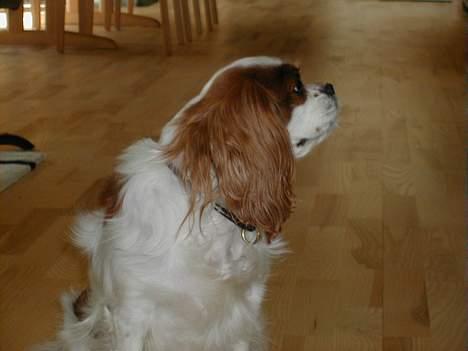 Cavalier king charles spaniel Nela  billede 4