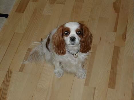 Cavalier king charles spaniel Nela  - A hva? Ståd du og siger du har købt en hvalp? du må da være sindsyg billede 5