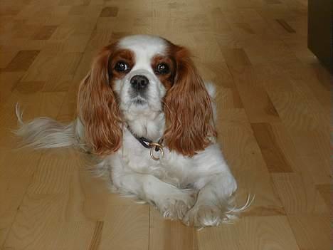 Cavalier king charles spaniel Nela  billede 6