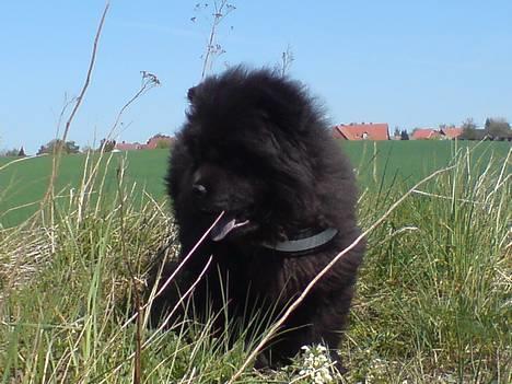 Chow chow Chukie - knægten billede 1