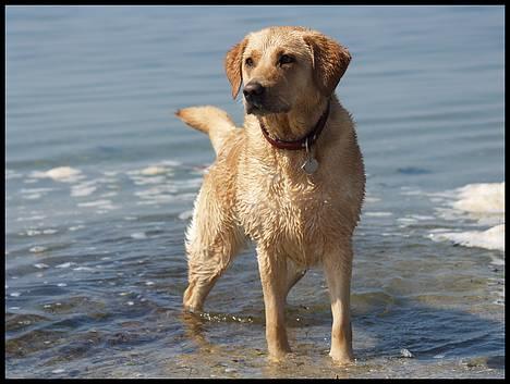 Labrador retriever (Formel 1) Sally billede 20