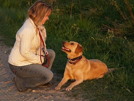 Labrador retriever (Formel 1) Sally - Sally og jeg billede 21