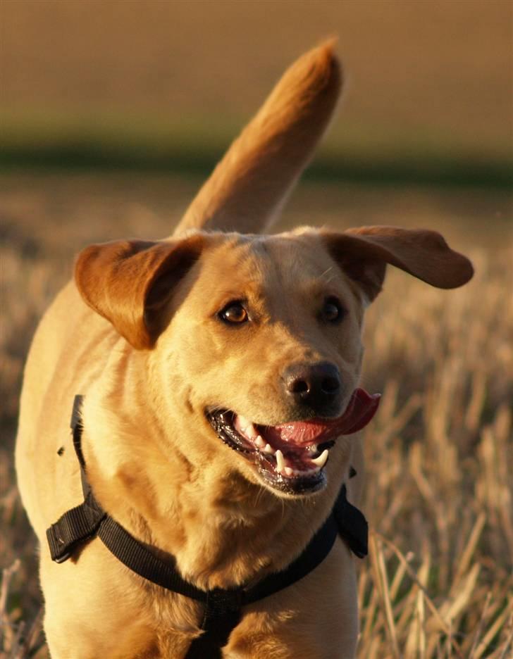 Labrador retriever (Formel 1) Sally billede 22