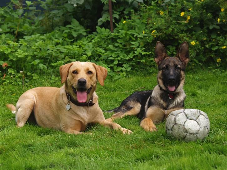 Labrador retriever (Formel 1) Sally - Sally og Chico!! :) billede 23