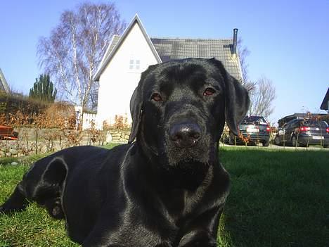 Labrador retriever Sofus (Formel 1) - Woow hvor er jeg smart. billede 6