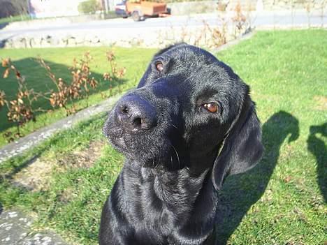 Labrador retriever Sofus (Formel 1) - Skal jeg have mad? Skal jeg ud og gå en tur? HVAD SKAL JEG? ;D billede 7