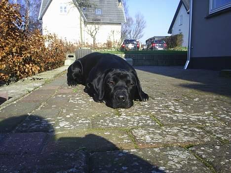Labrador retriever Sofus (Formel 1) - Uuuh lidt træt bliver man af at være så populær ;D billede 8