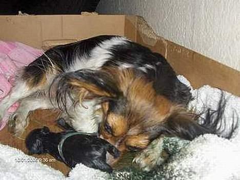 Blanding af racer madonna - her er madonna lige blevet født og hendes mor er ved og gøre hende ren billede 17