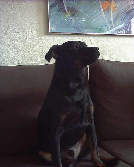 Blanding af racer Biggy - Se lige hvor pænt jeg sidder ?? :) billede 1