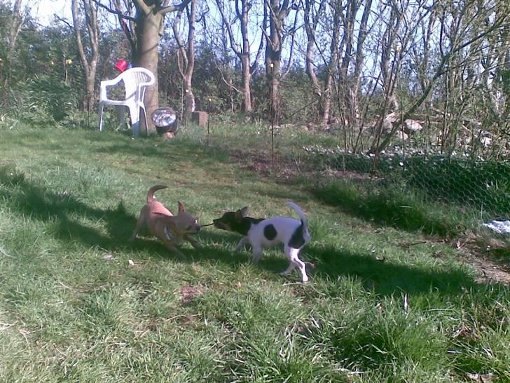 Chihuahua Tess <3 Himmel hund <3 - Tess&Chili der leger <3 billede 11