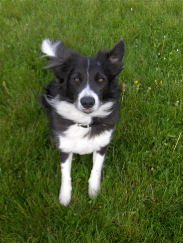 Border collie Rocky R.I.P. - Han er min bedste ven.. Han betyder alt for mig.. Jeg elsker virkelig den hund!!! billede 20