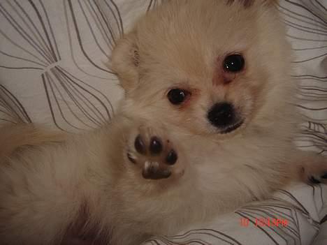 Pomeranian BamBam - bambam der lægger og leger oppe i sengen billede 1