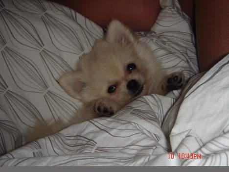 Pomeranian BamBam - den lille sofa hund billede 2