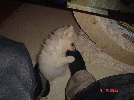 Pomeranian BamBam - bambam der leger med fødder :P  billede 4